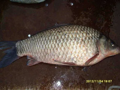 겨울낚시 대비하여 계속방류를...