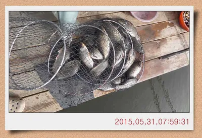 충남 아산 월선낚시터 5월 31일자 스케치