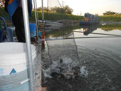 ^^조황소식&수상좌대이벤트^^