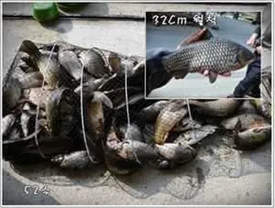 [각평지] 3월 26일 올라오는 활성도..수상좌대 대박