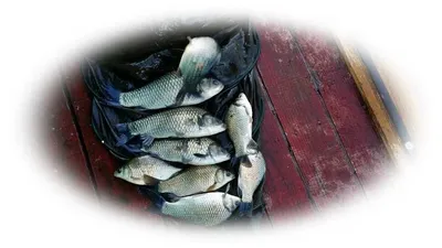 15.10.09 송전지 서울집 조황