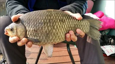 16.03.21 송전지 서울집 조황