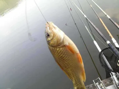 안성죽산장계지