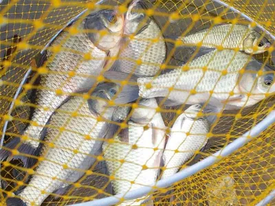 안성 죽산 장계지