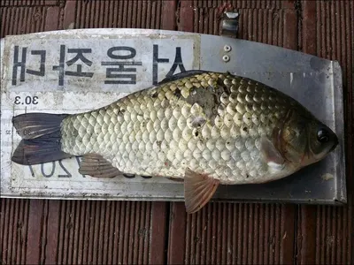 17.09.20. 송전지 서울집 조황