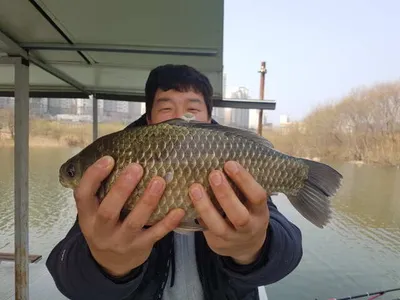 아산 명품토종붕어  월랑낚시터 3월 넷쭈 조황소식입니다...^^