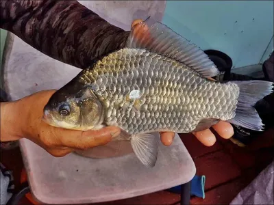 18.03.20 송전지 서울집 조황