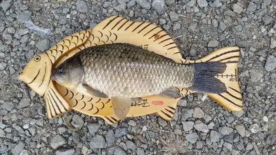 아산 명품 월랑낚시터 4월 세째주 조황소식입니다...^^