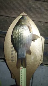 아산 명품 월랑낚시터 10월 마지막 조황이야기입니다...^^