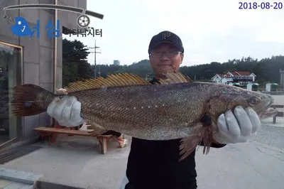 8월20일 어심바다낚시터조황