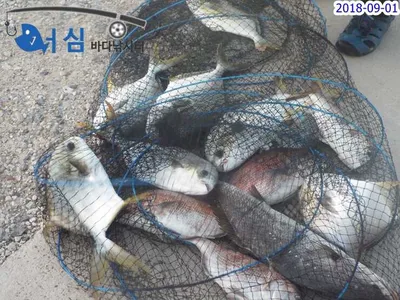9월1일 어심바다낚시터조황