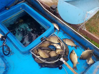 11  월  11   일  경기도 안성 거청낚시터 붕어조황