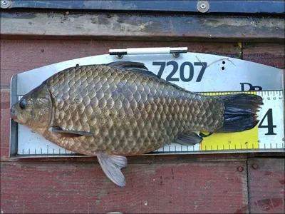 18.04.10. 송전지 서울집 조황