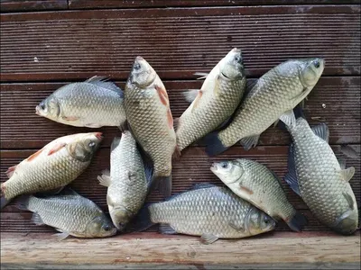 17.09.02 송전지 서울집 조황