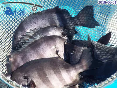 잿방어 6월1일 어심바다낚시터조황