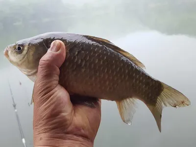 안성죽산장계지조항전경입니다
