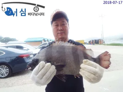 7월17일 어심바다낚시터조황