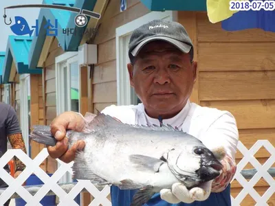 7월5일어심바다낚시터조황