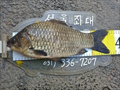 18.04.29 송전지 서울집 조황