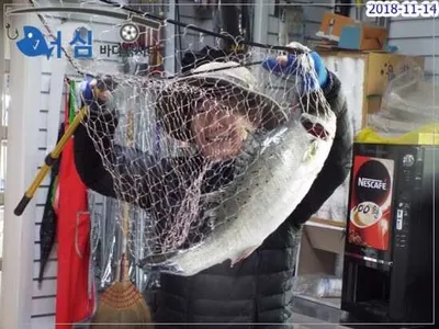 11월14일 어심바다낚시터조황 