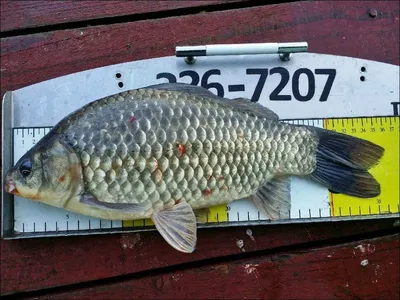 17.09.04 송전지 서울집 조황ㄹ