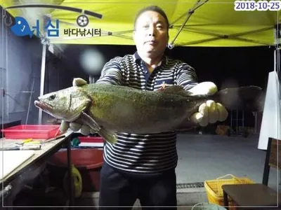 10월 25일 어심바다낚시터조황