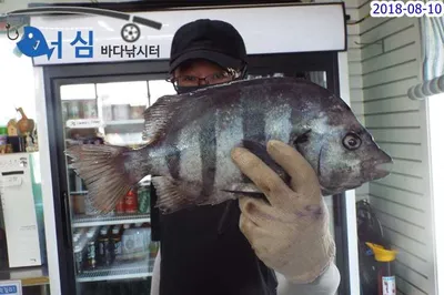 8월10일 어심바다낚시터조황