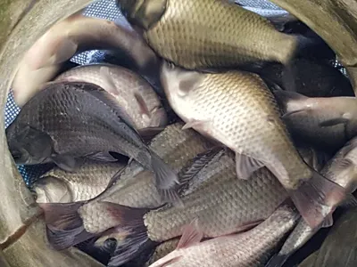 안성죽산장계지조항전경입니다