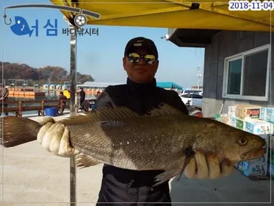11월04일어심바다낚시터조황