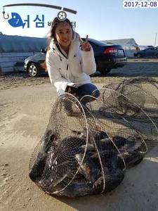 12월08일어심바다낚시터조황(노지,하우스)