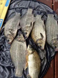 17.09.12 송전지 서울집 조황