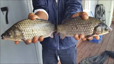 17.09.24 송전지 서울집 조황