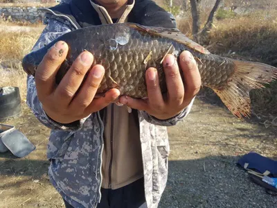 아산 명품월랑낚시터 11월 네째주 조황소식입니다~~~^^