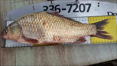 17.10.02 송전지 서울집 조황