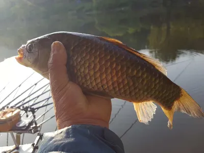 안성죽산장계지조항전경입니다