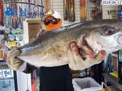 6월12일어심바다낚시터조황