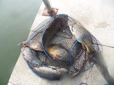 오목낚시터 3월둘째주 조황모습