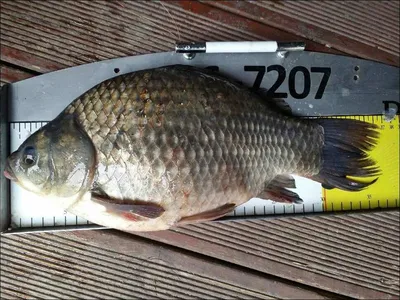 17.09.18. 송전지 서울집 조황