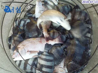 7월13일 어심바다낚시터조황