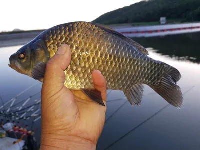 깊은계곡속에자리잡은장계지에서
