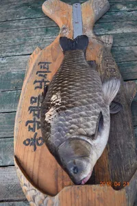 드디어대물이터졌네요