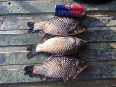 오목낚시터 3월둘째주말 조황!!!