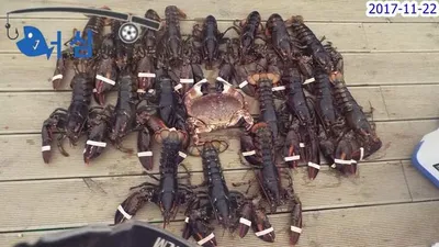 11월22일어심바다낚시터조황(노지및하우스)