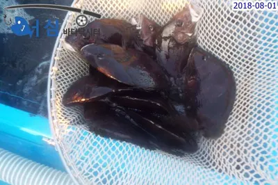 8월1일 어심바다낚시터조황