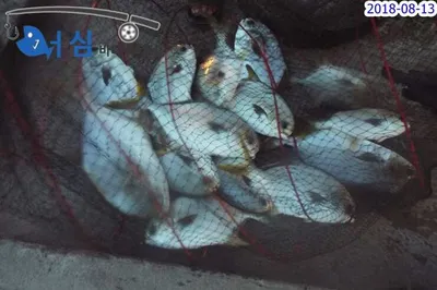 8월14일 어심바다낚시터조황