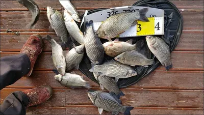 17.11.30 송전지 서울집 조황