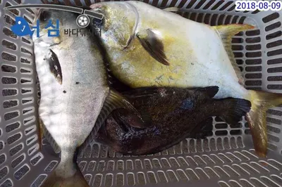 8월9일 어심바다낚시터조황