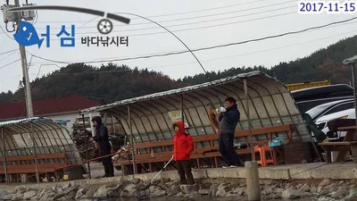 11월15일어심바다낚시터조황