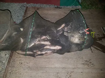 경기도 안성 거청낚시터 붕어조황  9 얼  17