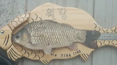 아산 명품 월랑낚시터 6월 둘째주 조황소식입니다...^^